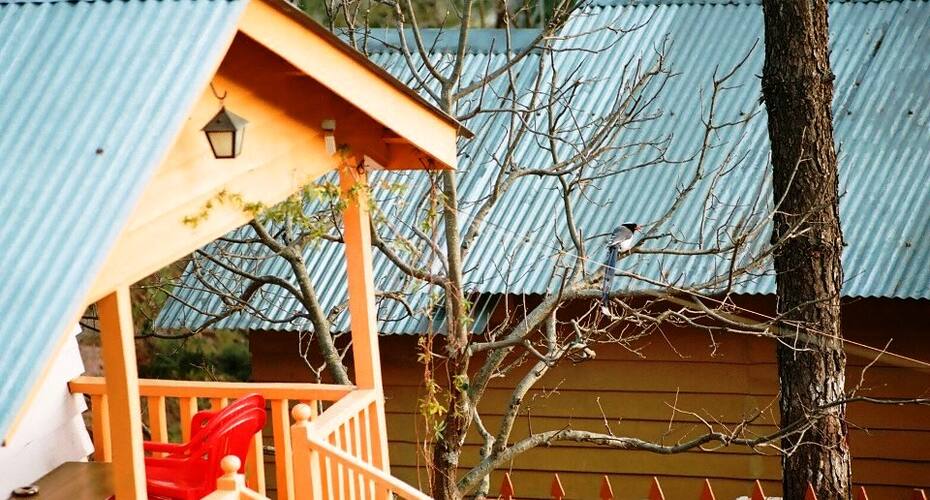 Himgiri Nature Retreat, Rajgarh, Solan 4